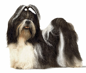 dog-graphics-shih-tzu-327910.gif
